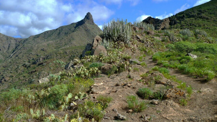 wandern-teneriffa-medianias-sur-roque-imoque-s1