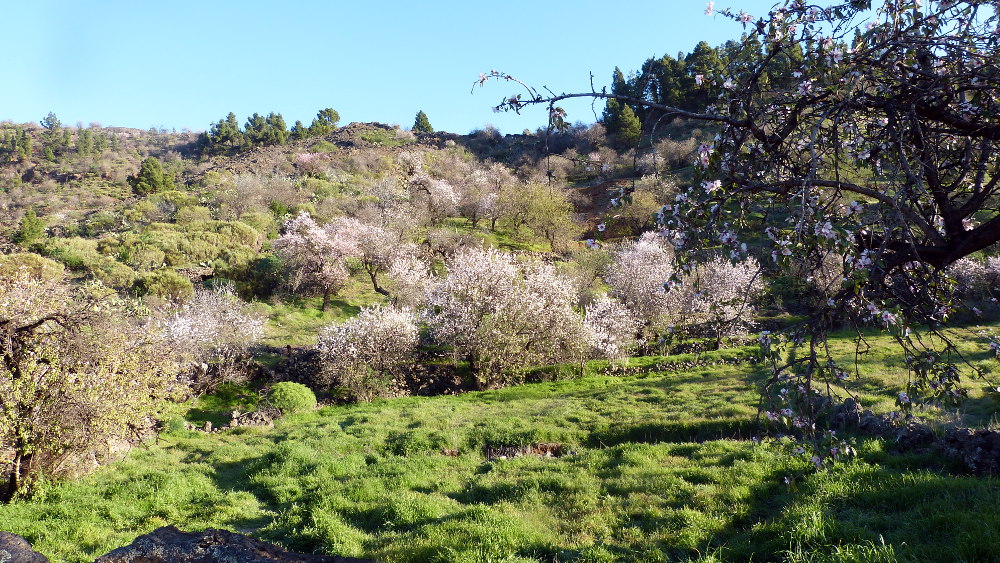 wandern auf teneriffa mandelbaum