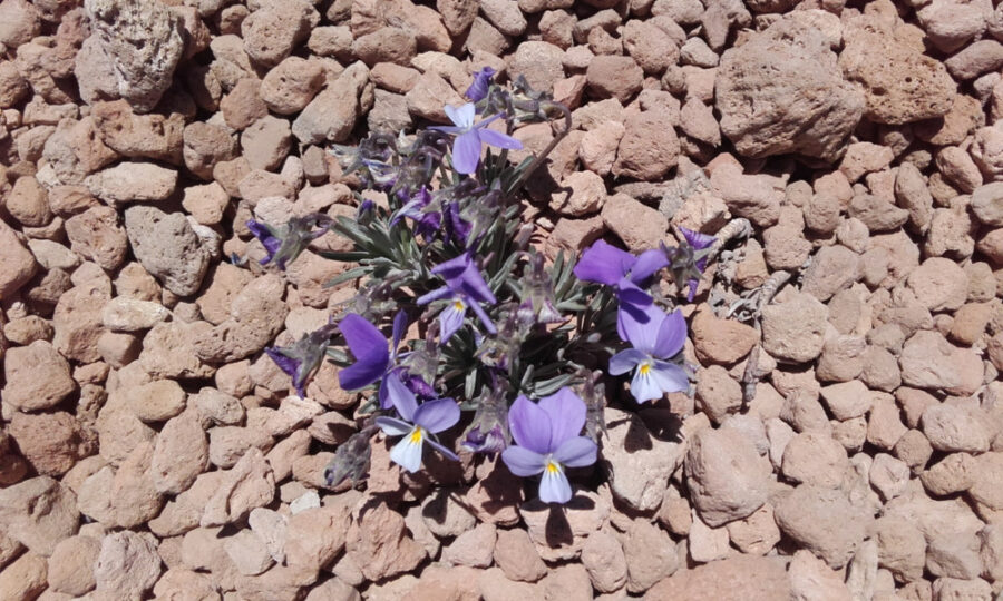 Teide-veilchen-2017