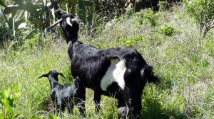 anaga-gebirge-ziegen
