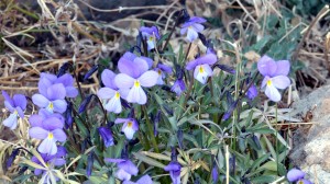 teide-nationalpark-12