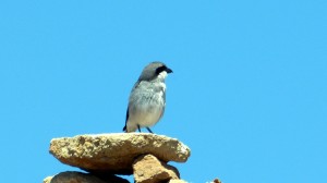 teide-nationalpark-13