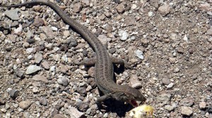 teide-nationalpark-9