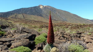 wanderjule-teneriffa teide-nationalpark 2020 10
