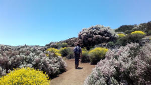 wanderjule-teneriffa teide-nationalpark 2020 15