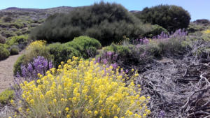 wanderjule-teneriffa teide-nationalpark 2020 19