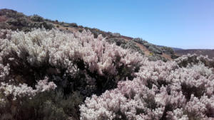 wanderjule-teneriffa teide-nationalpark 2020 20